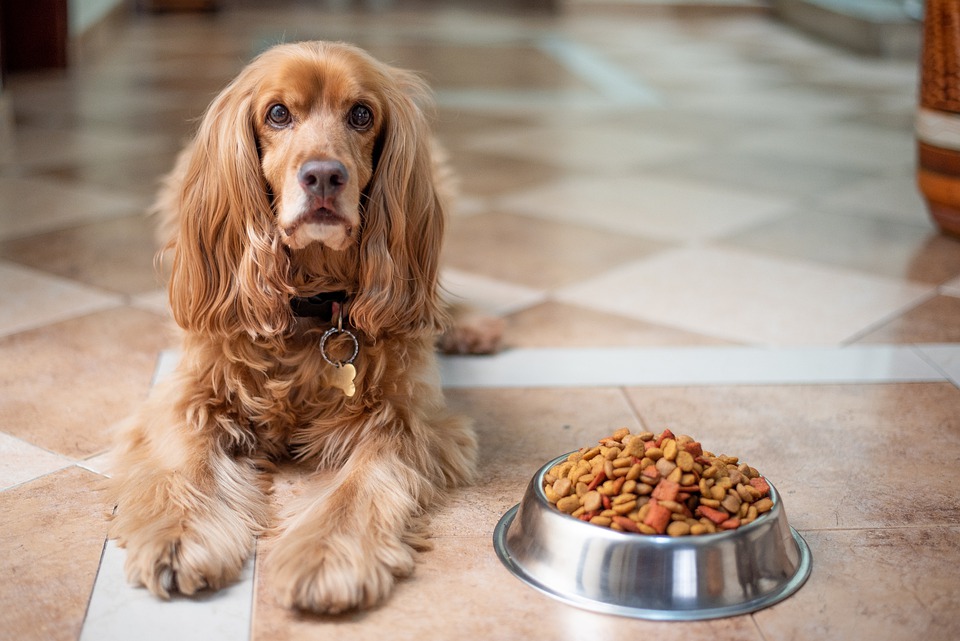 Cum să îți hrănești câinele într-un mod sănătos